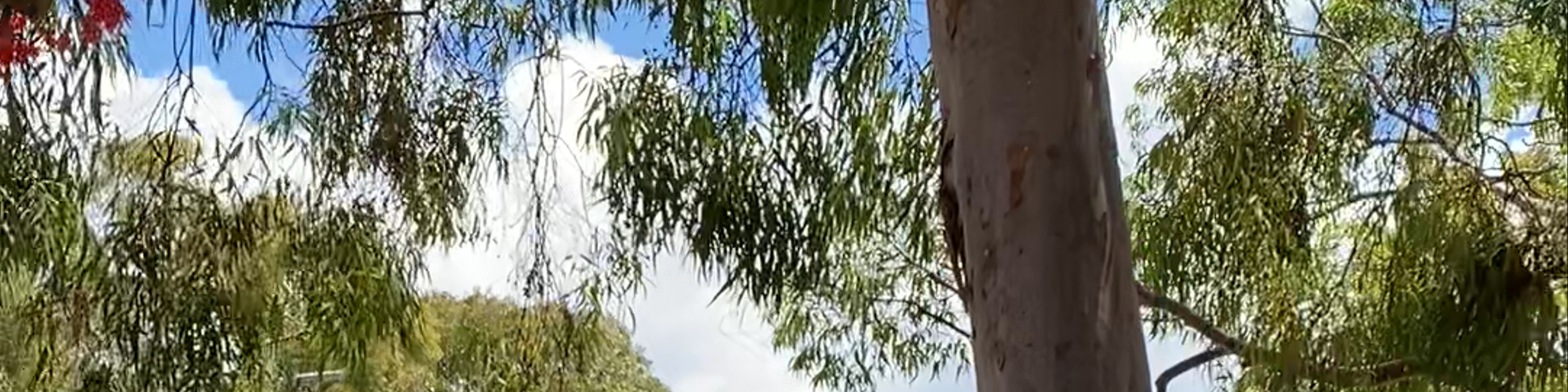 New South Wales