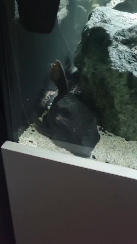 Royal pleco