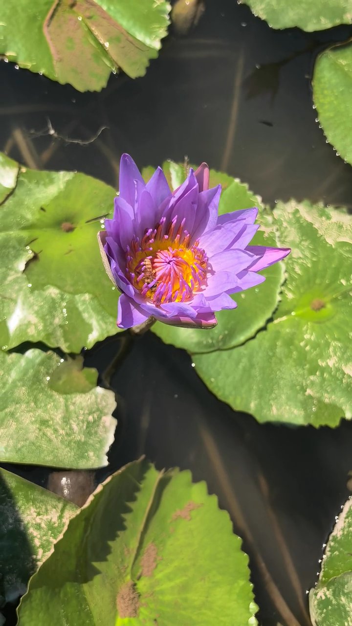 心が落ち着く
🎥 Dennis chow · Pexels
#癒し #リラックス #自然 #relax #healing