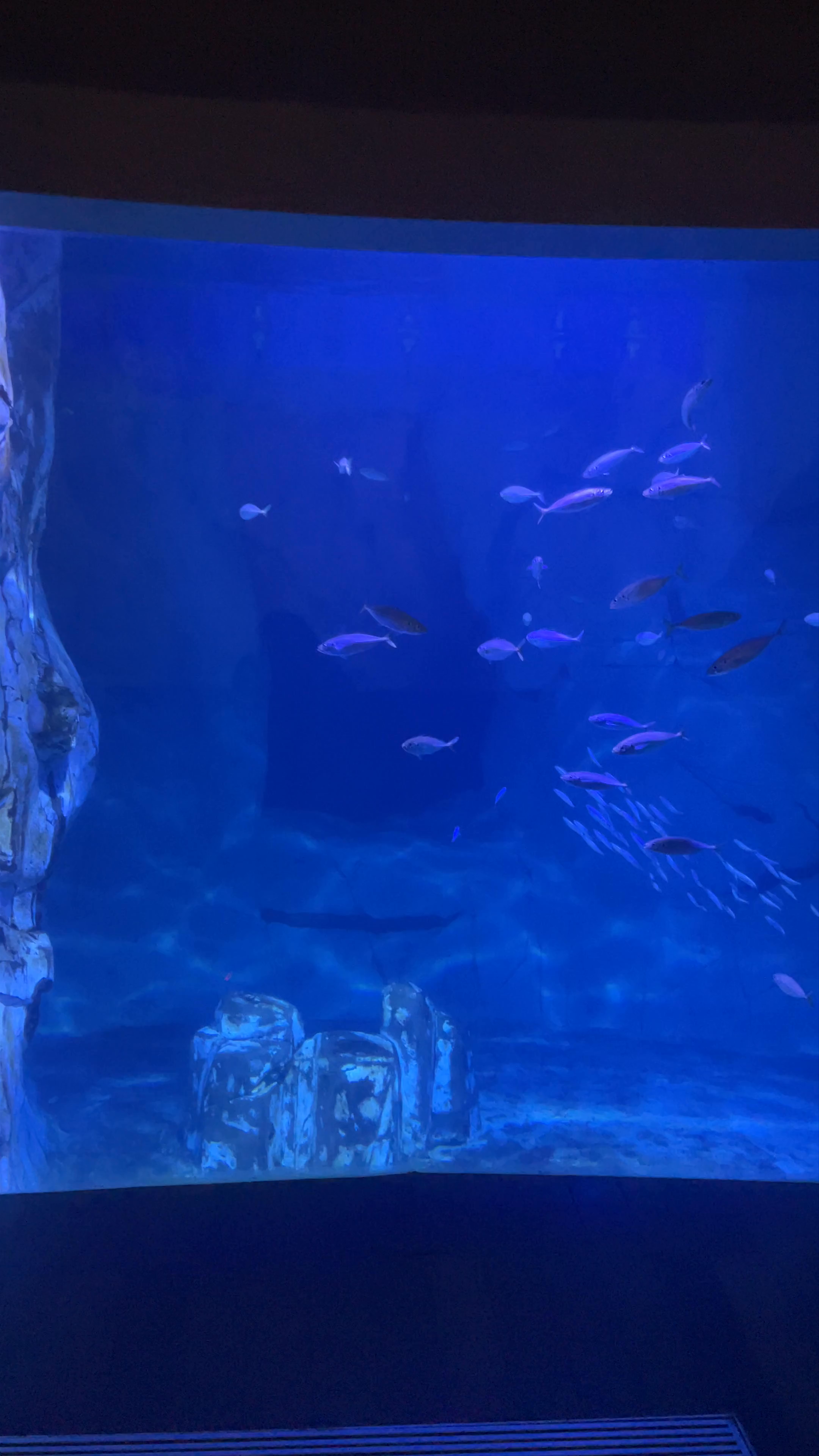 Oceanogràfic
