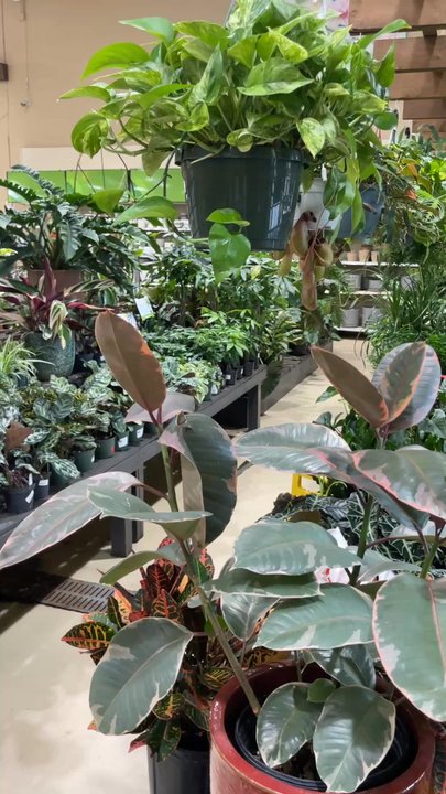 Pike Nurseries - House Plant Section - Nurseries & Gardening Near Me - Marietta, Georgia