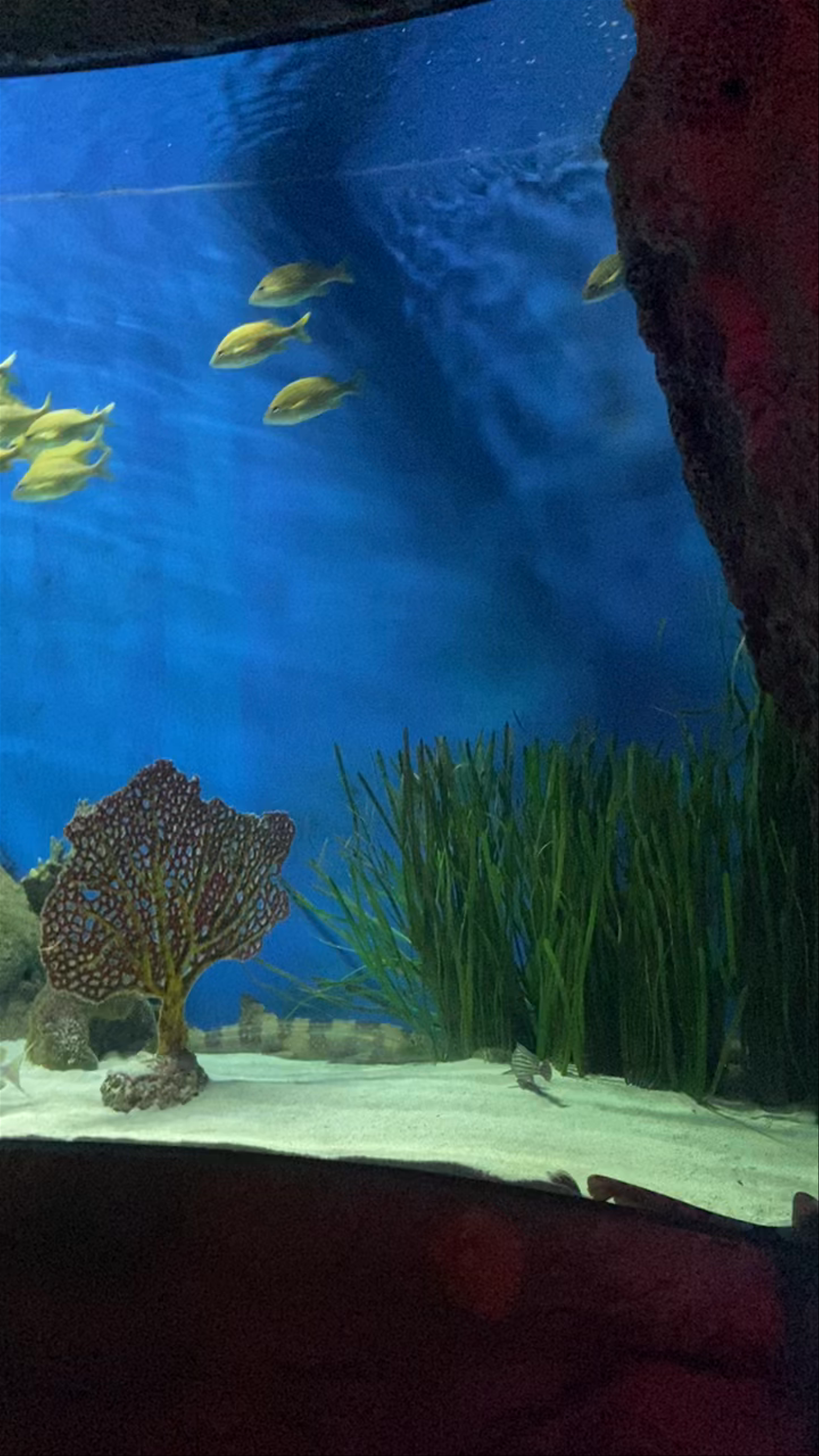 SEA LIFE Orlando Aquarium: Underwater Wonders on International Drive