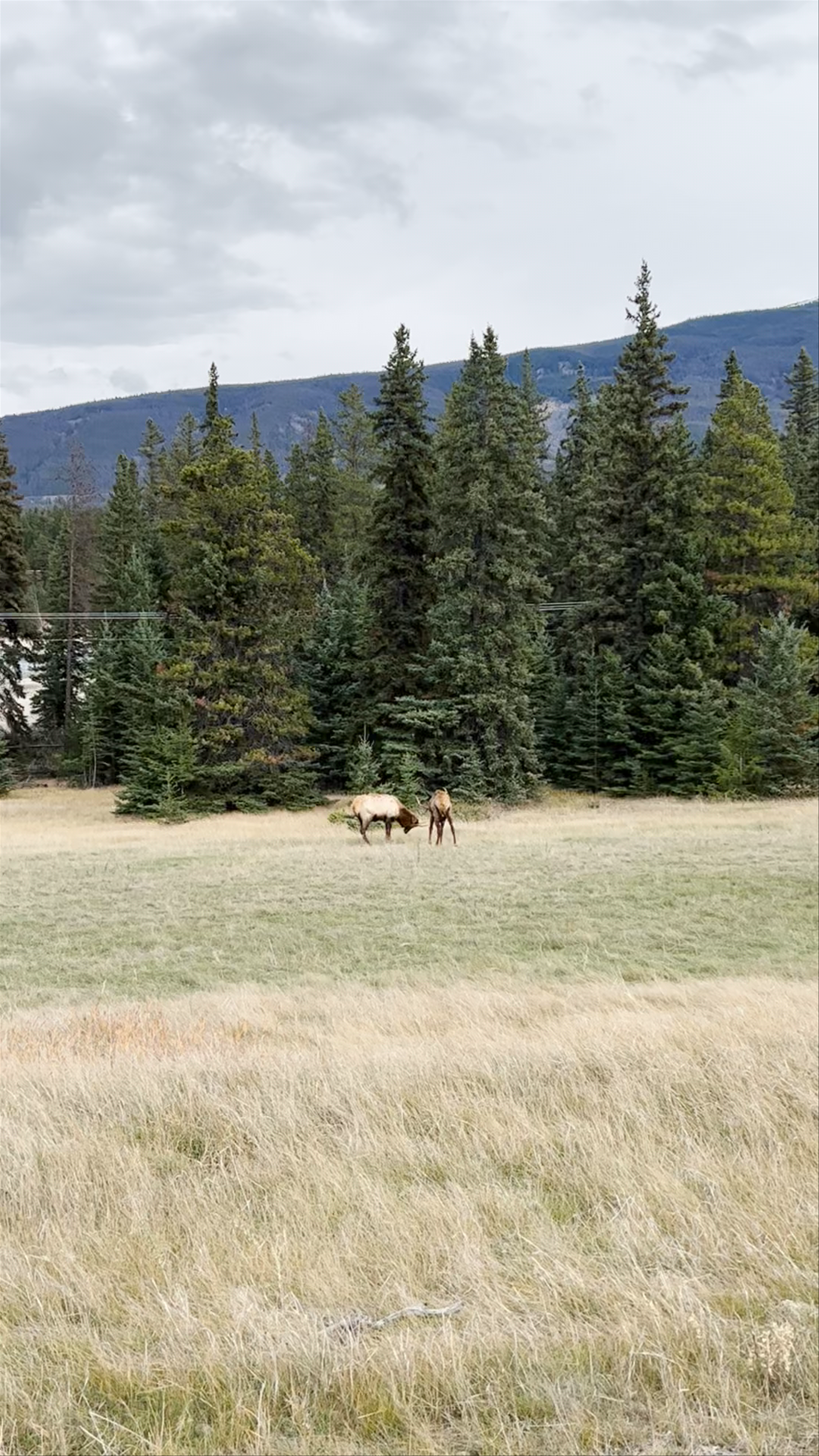 Elk Grazing in the Natural Splendor of Banff National Park