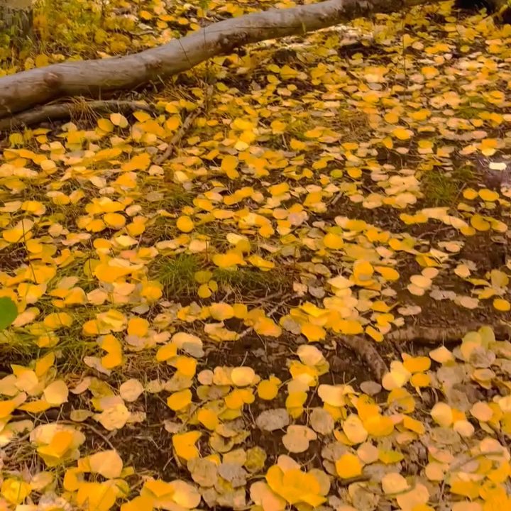 Lockett Meadow - Campgrounds Near Me