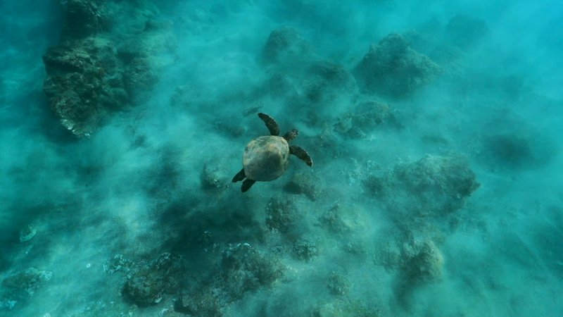 Green Sea Turtle poster