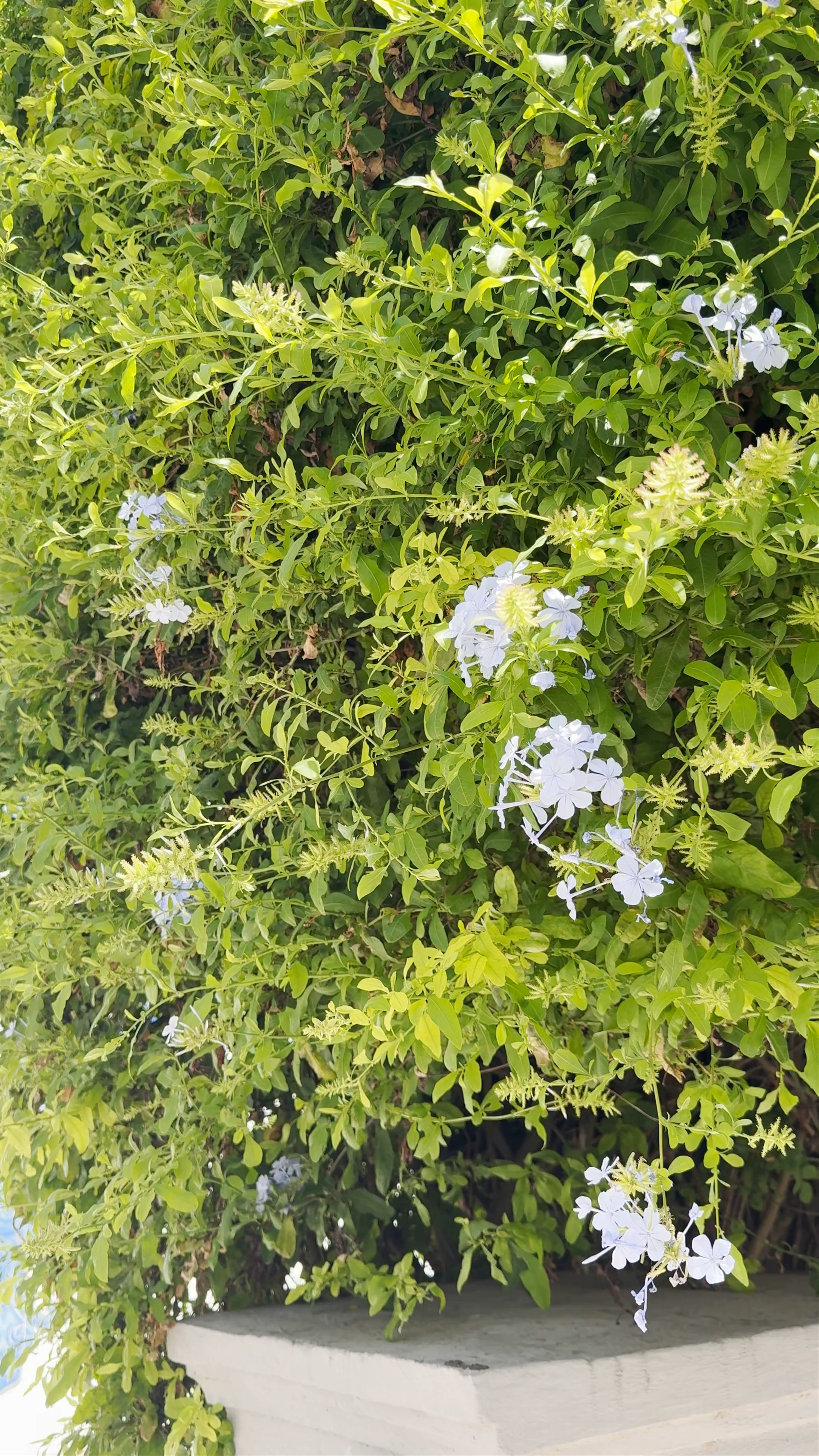 Casa de Santa Maria: Serene Azulejo Art and Lush Greenery in Cascais