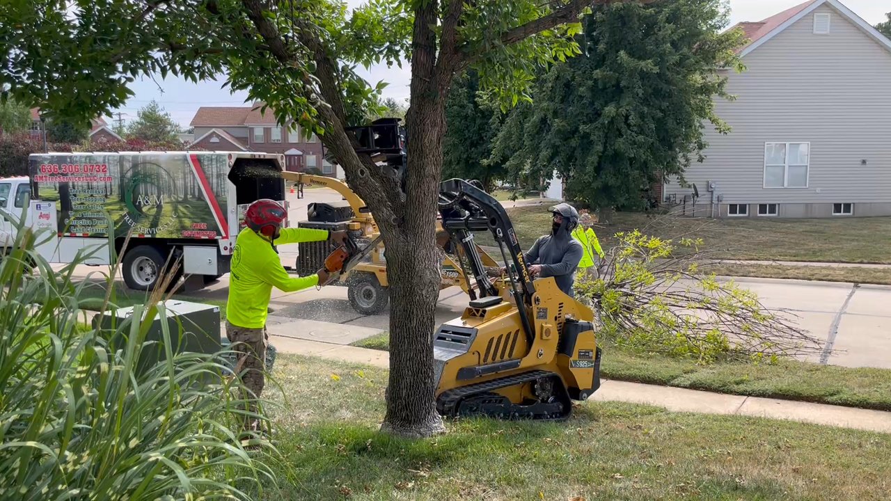 A&M Tree Services - Took less than 1/2 hour start to finish. - Landscaping Near Me - Saint Charles, Missouri