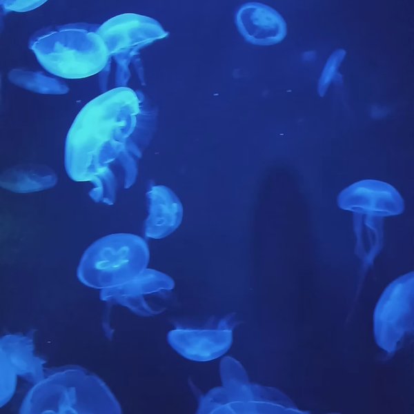 Photo of S.E.A. Aquarium Sent