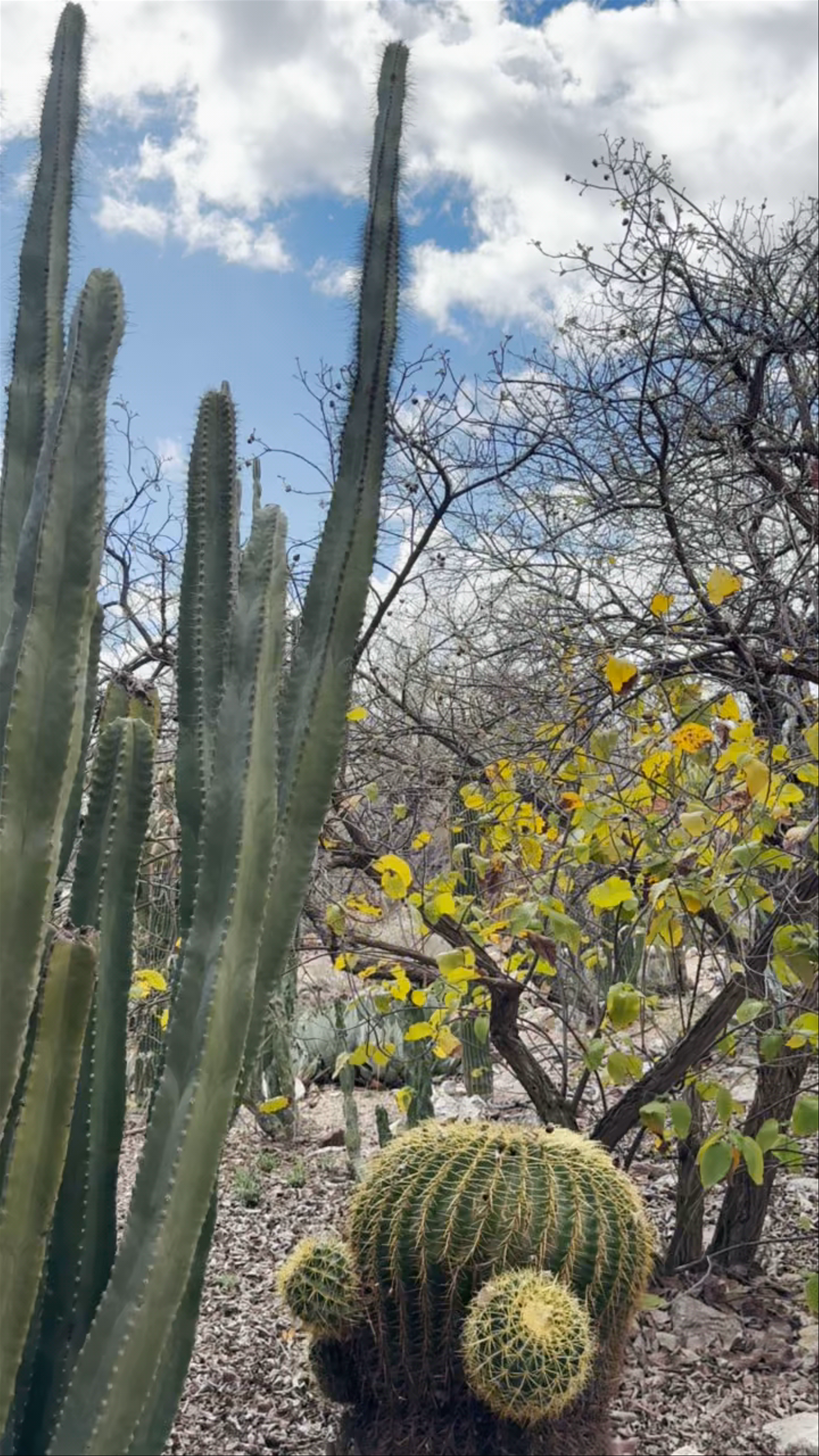 Tucson Botanical Gardens