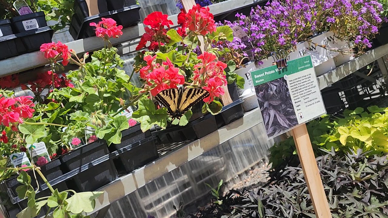 Frog Hollow Farm - Let the video do the talking 5.31.26 - Nurseries & Gardening Near Me - Walla Walla, Washington