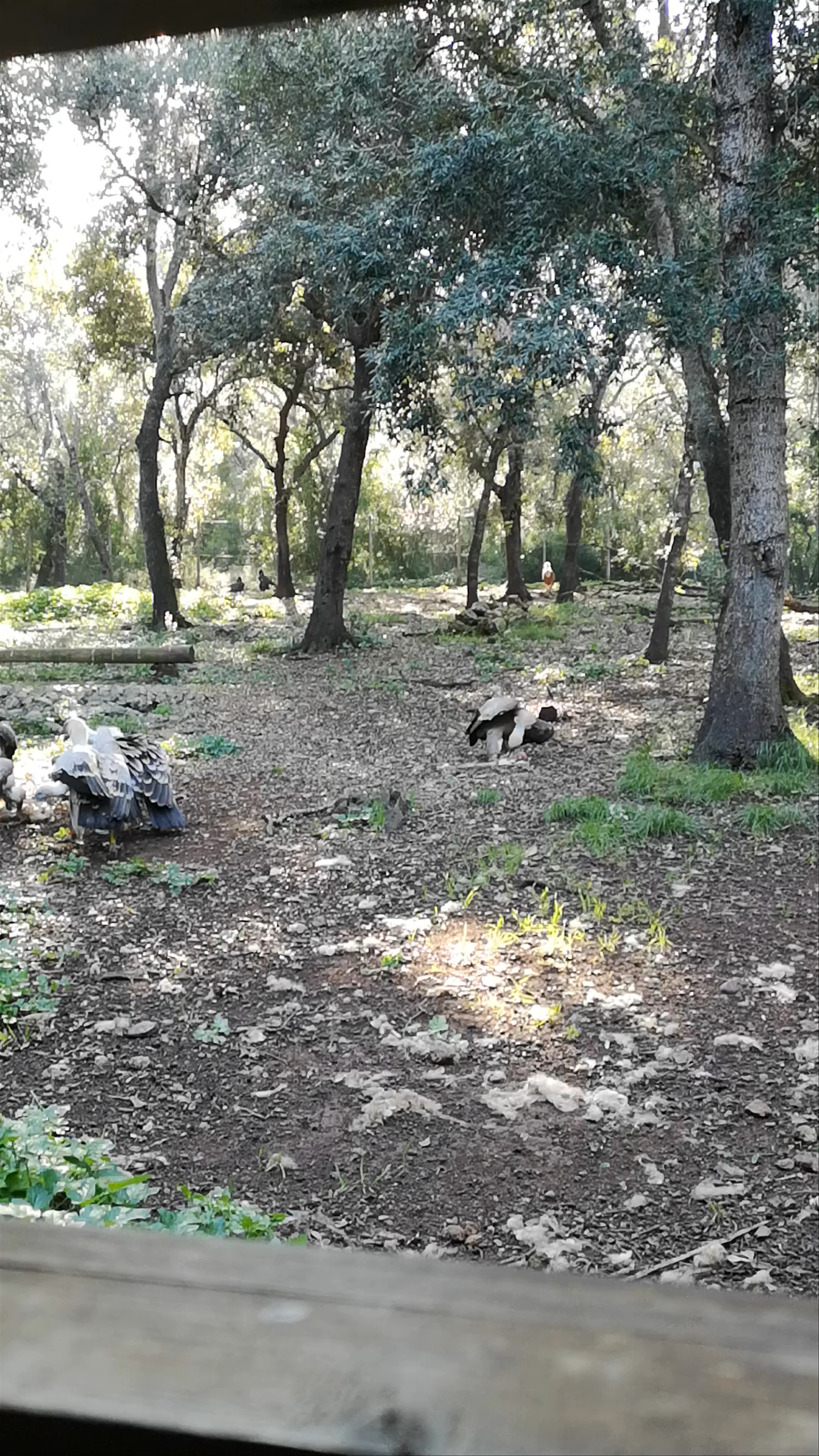 Mediterranean Wildflife Foundation