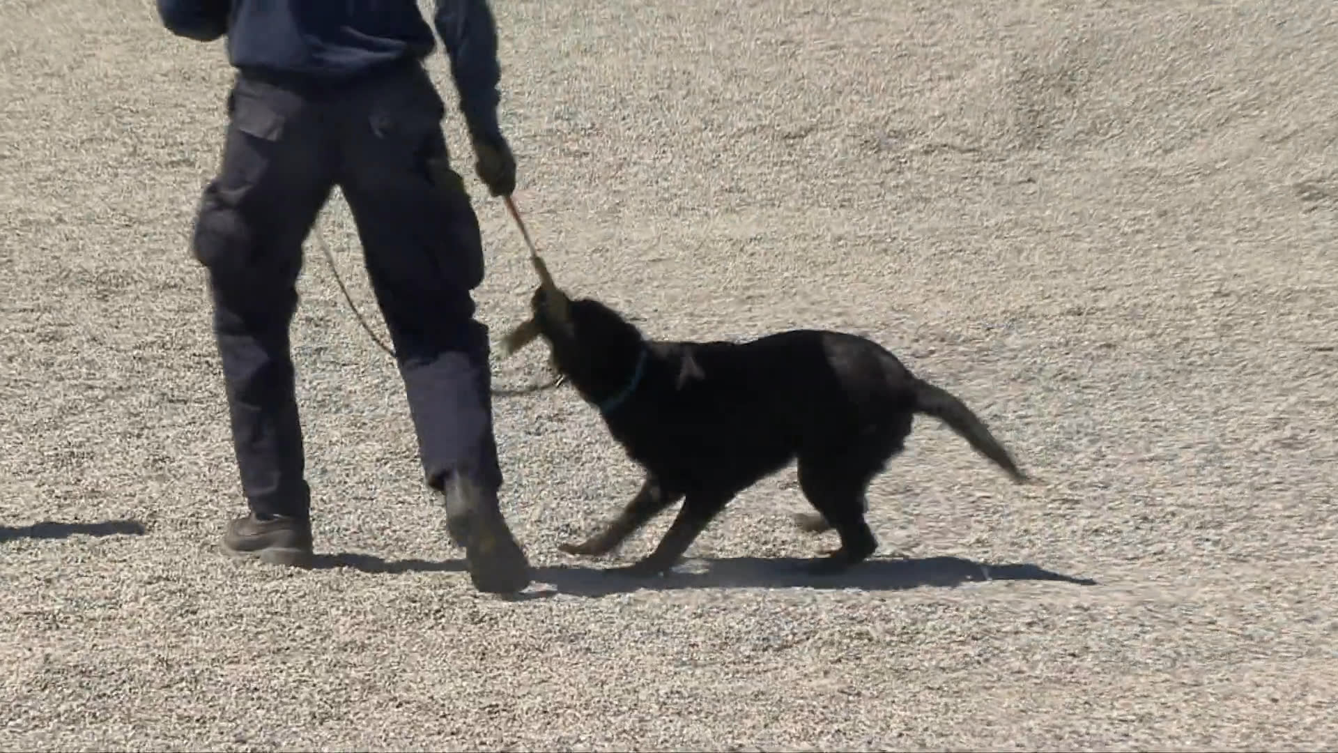 Professional search and rescue dogs engage in rigorous training exercises, practicing victim recovery, obstacle navigation, and interaction with handlers in simulated disaster environments.