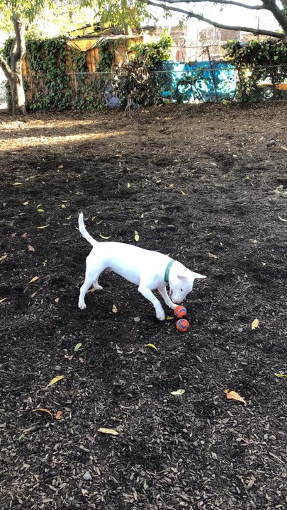 The Backyard at Progress Park - Dog Parks Near Me - San Francisco, California