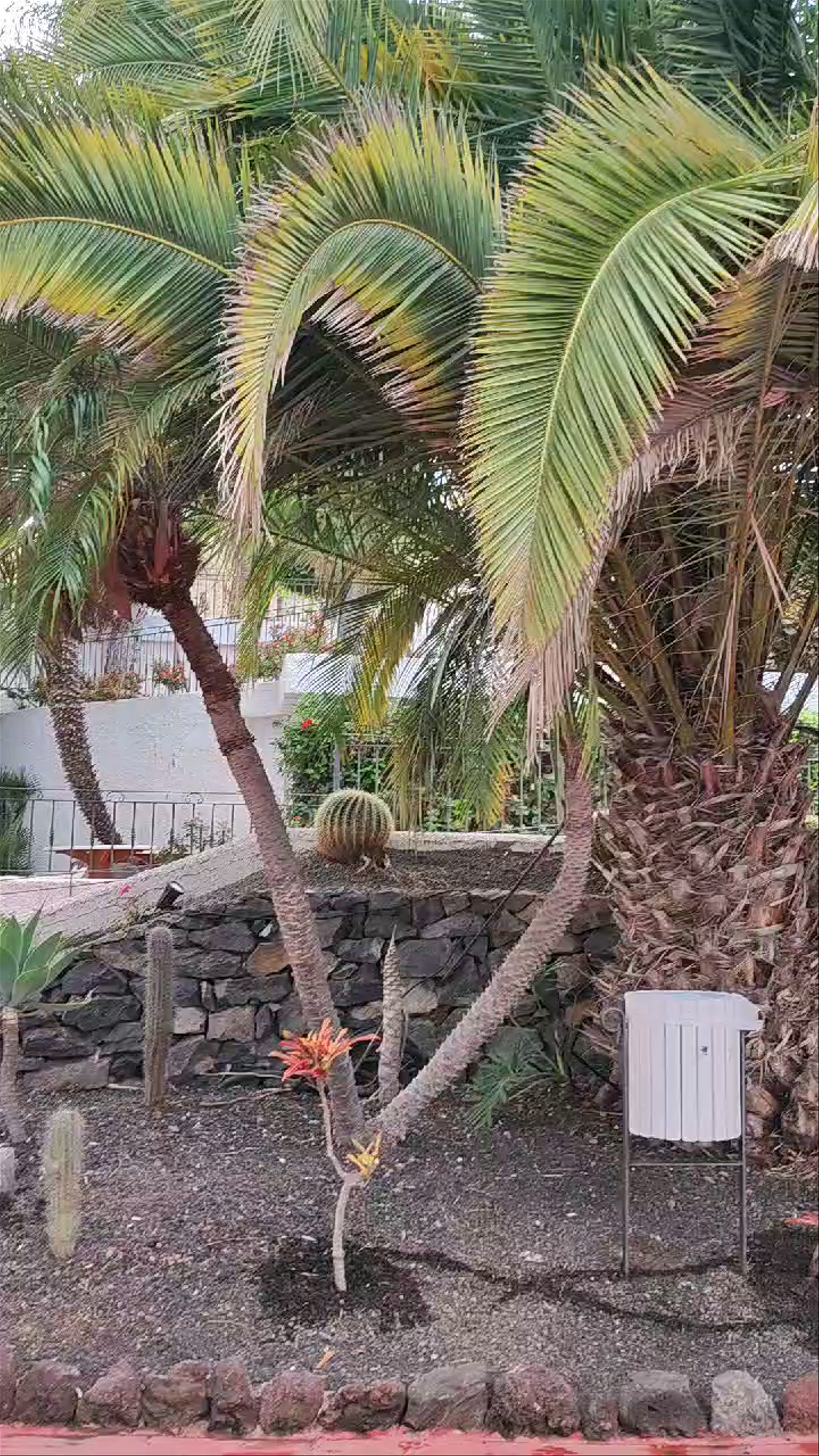 BLUESEA Puerto Resort: Tranquil Canary Islands Poolside Escape