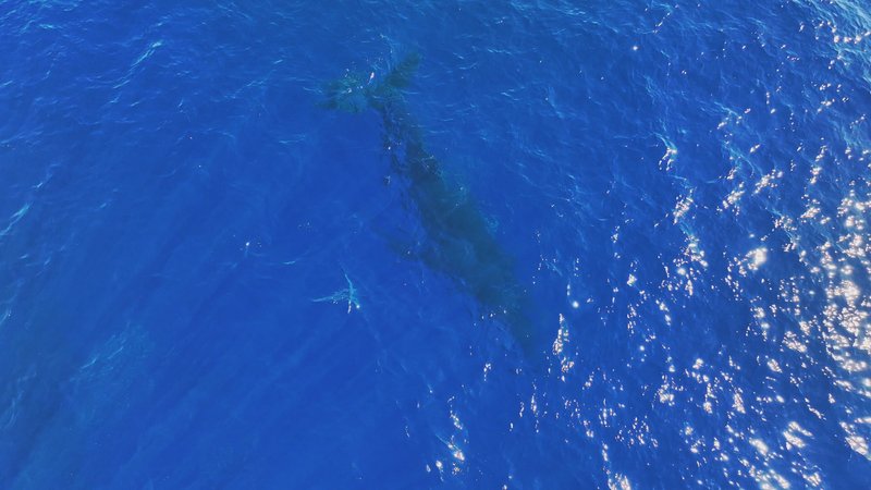 Humpback Whales Aerial poster