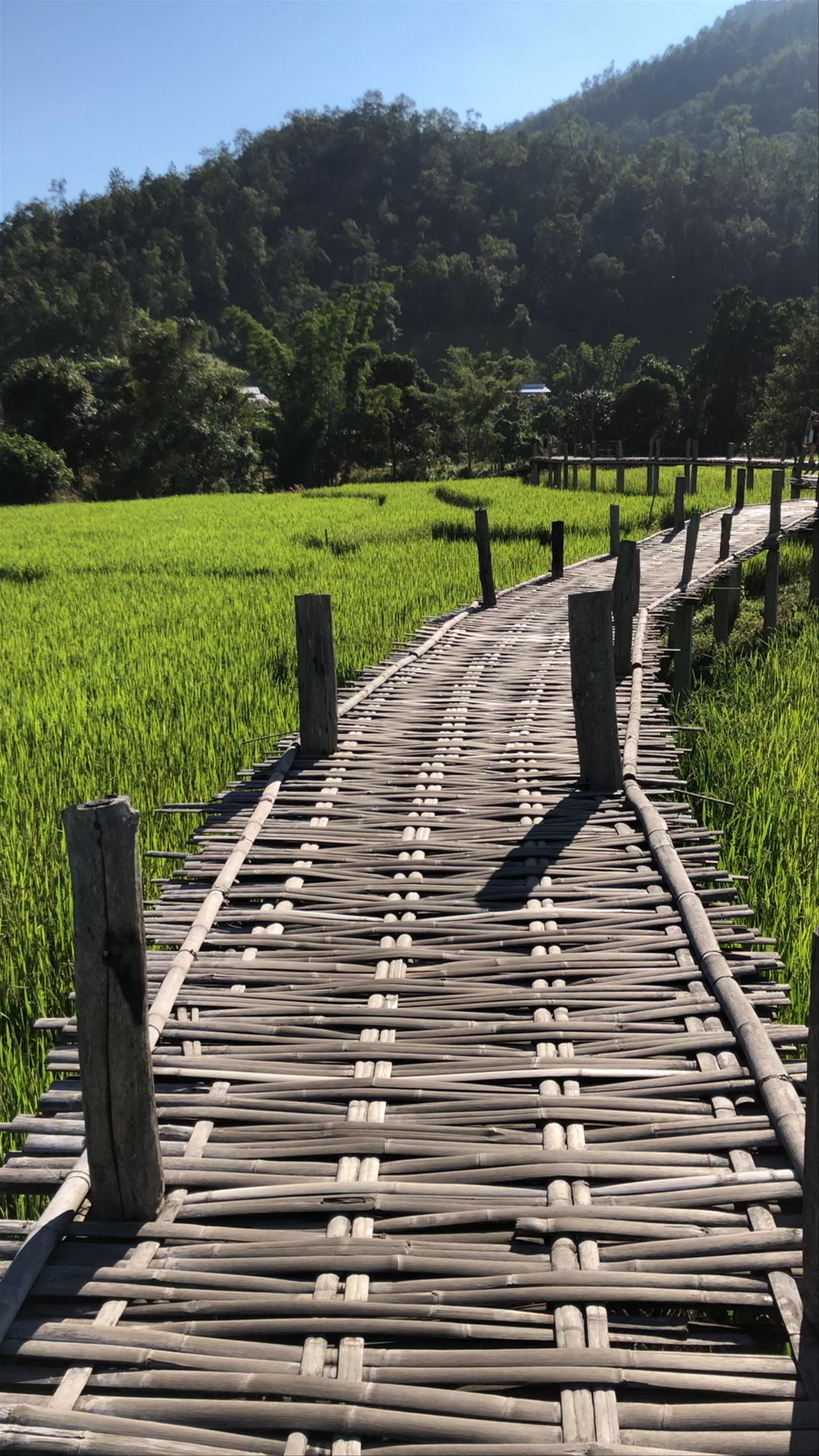 Pai Bamboo Bridge