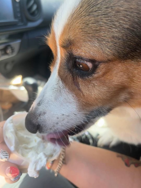 Rosen’s Bagels - My dog got whipped cream! - Bagels Near Me - Austin, Texas