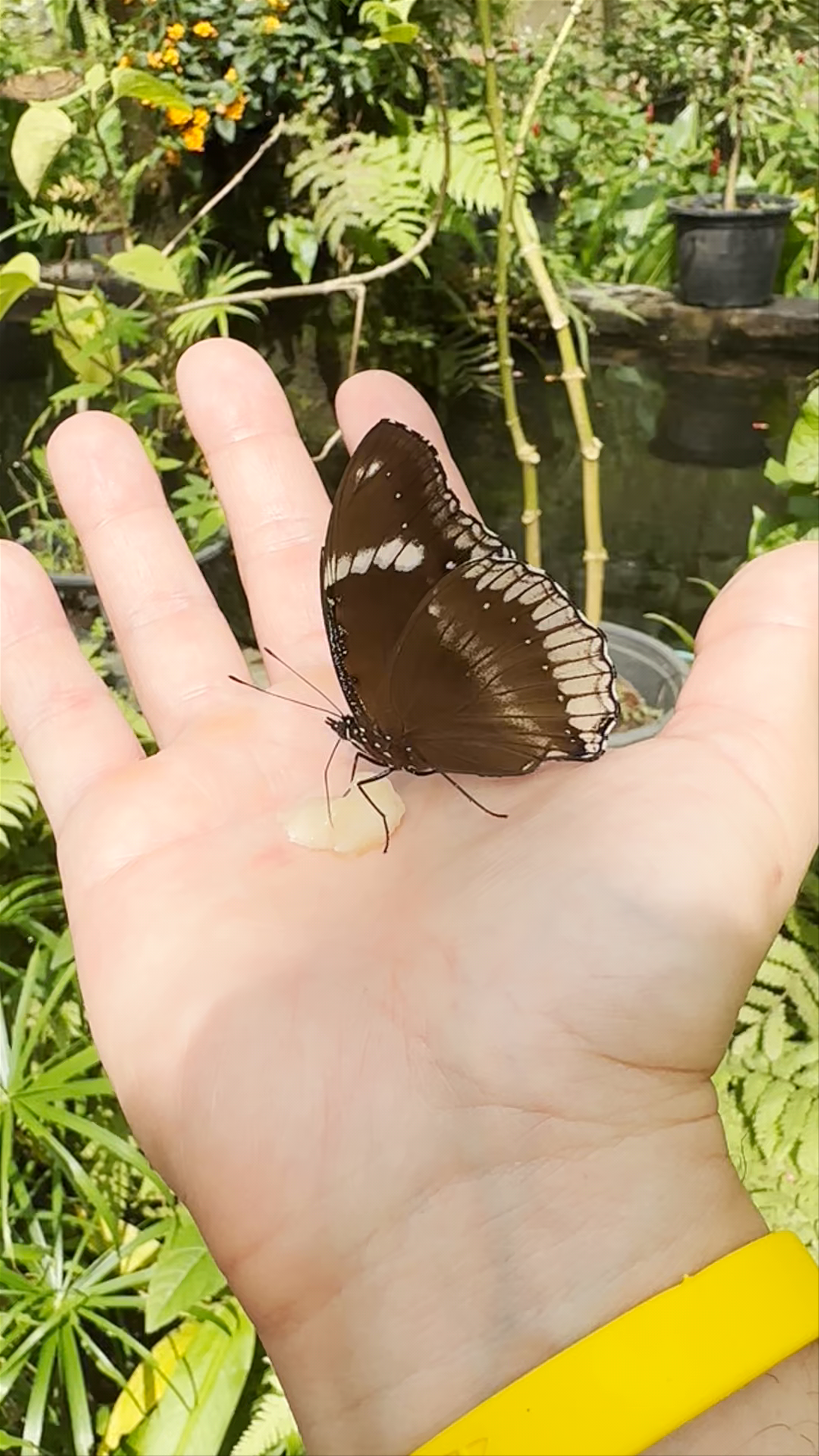 Enchanting Butterfly Encounter at Bai Orchid & Butterfly Farm, Chiang Mai