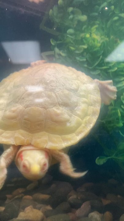 Reptile Island - Pet Stores Near Me - Stanton, California