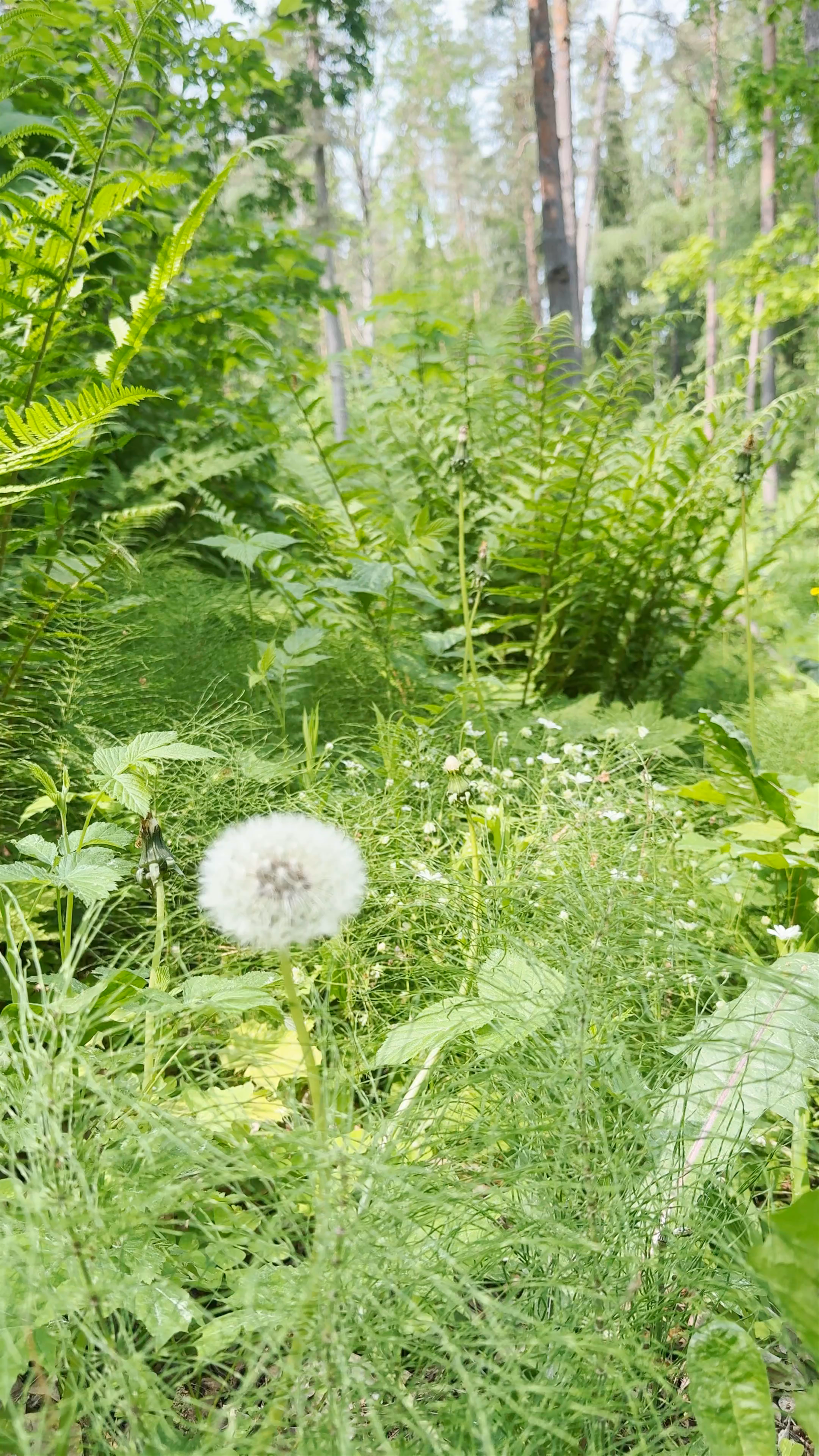 Tērvete Nature Park