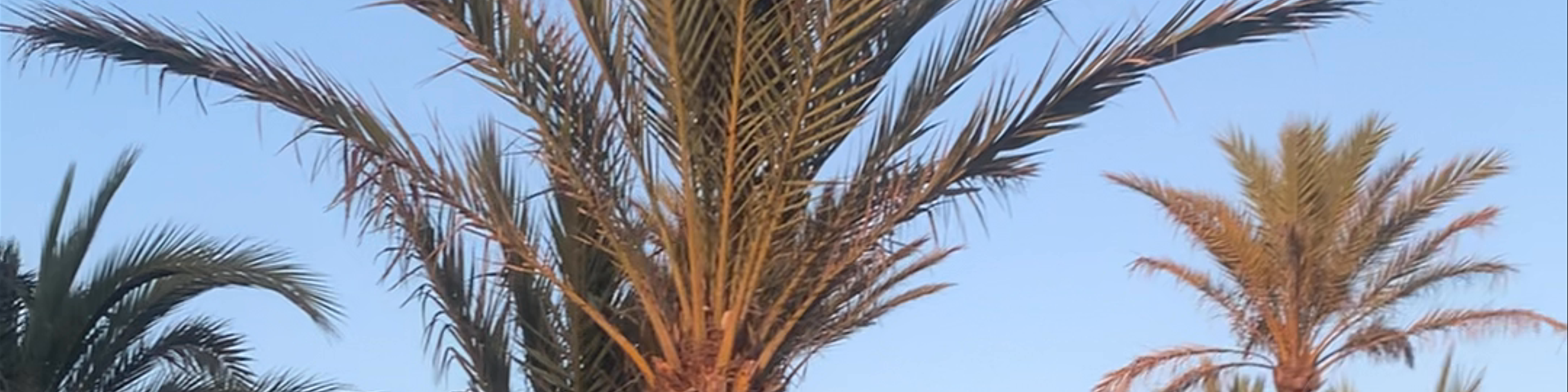 Platja de l'Arenal