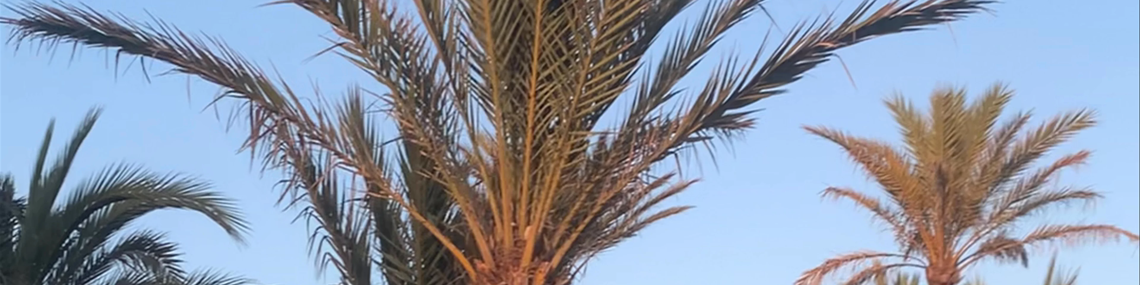 Platja de l'Arenal