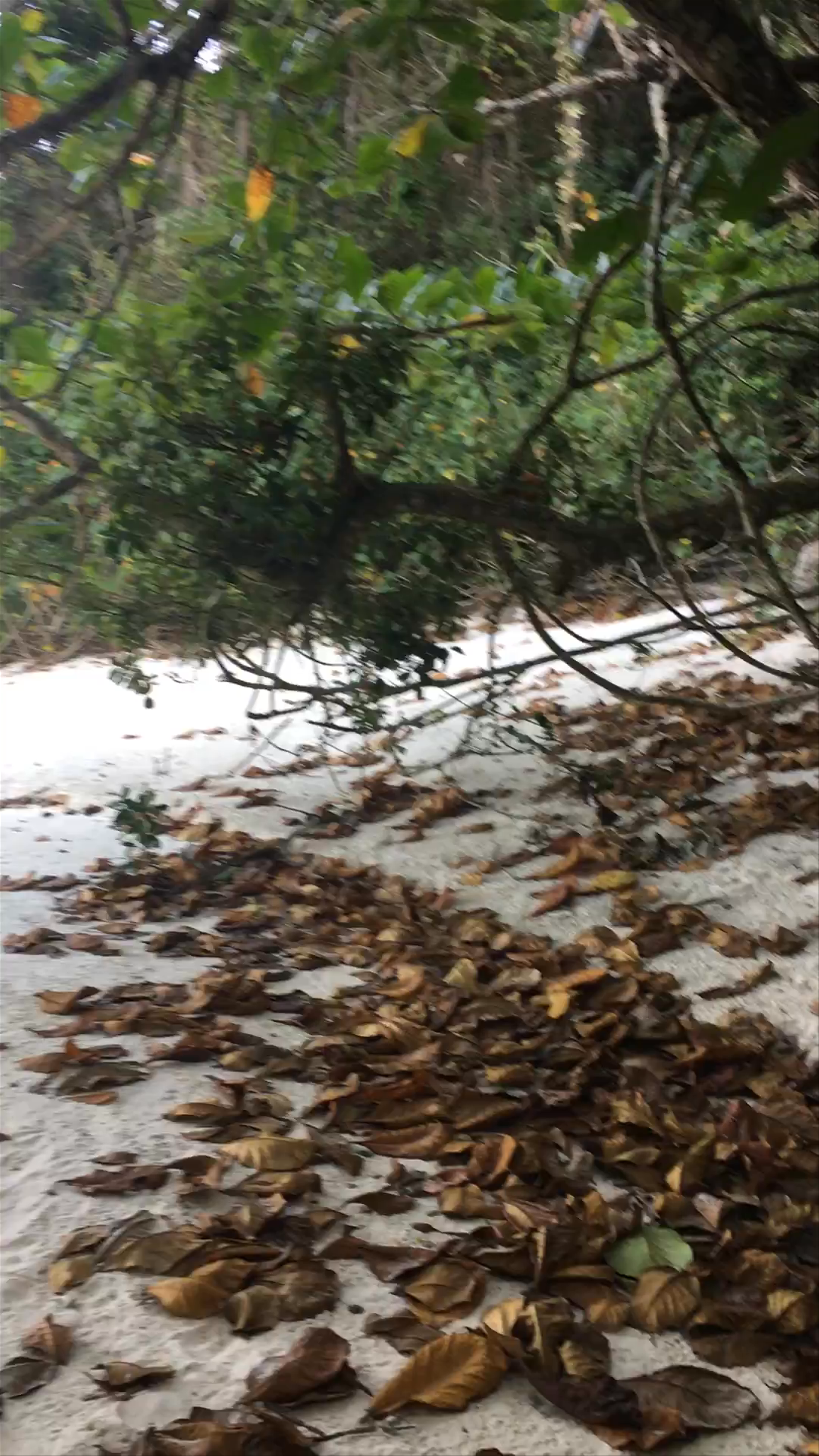 Lopes Mendes Beach - Abraão