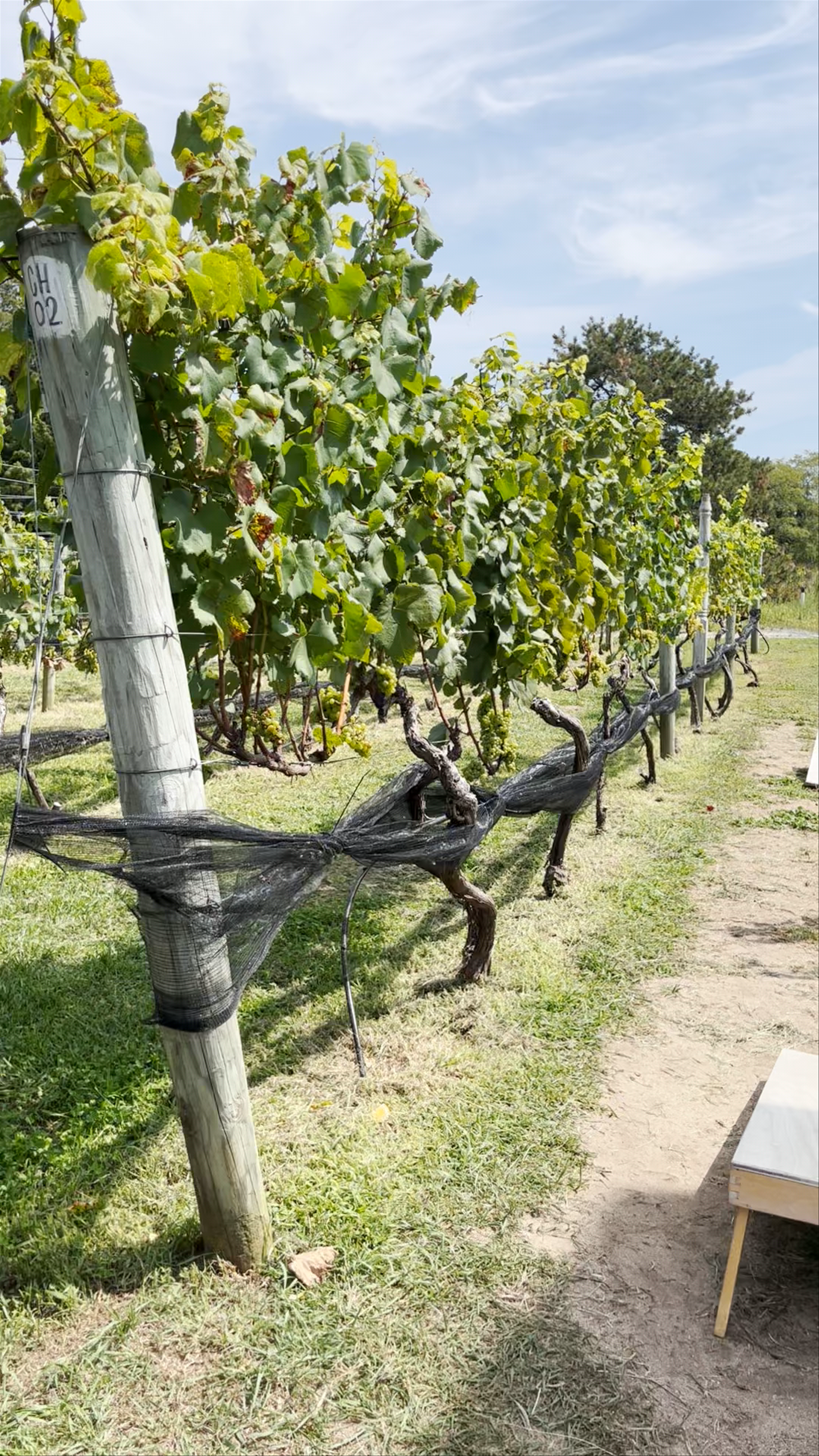 Truro Vineyards