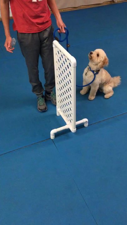 Go Dogs - Pet Training Near Me - Omaha, Nebraska