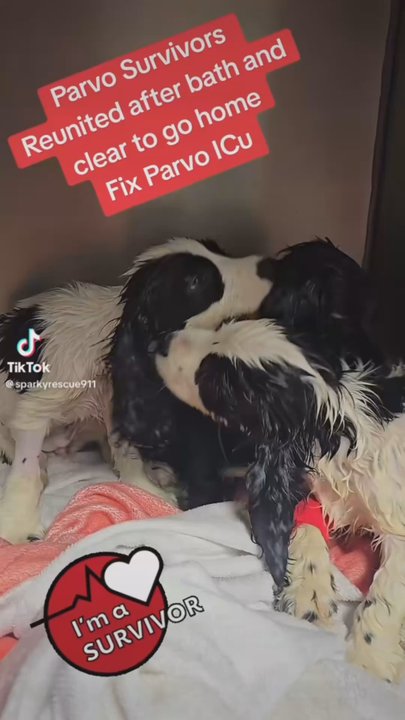 Fix Long Beach Pets - Veterinarians Near Me - Long Beach, California