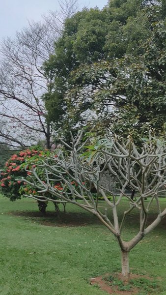 Photo of Cubbon park Bangalor