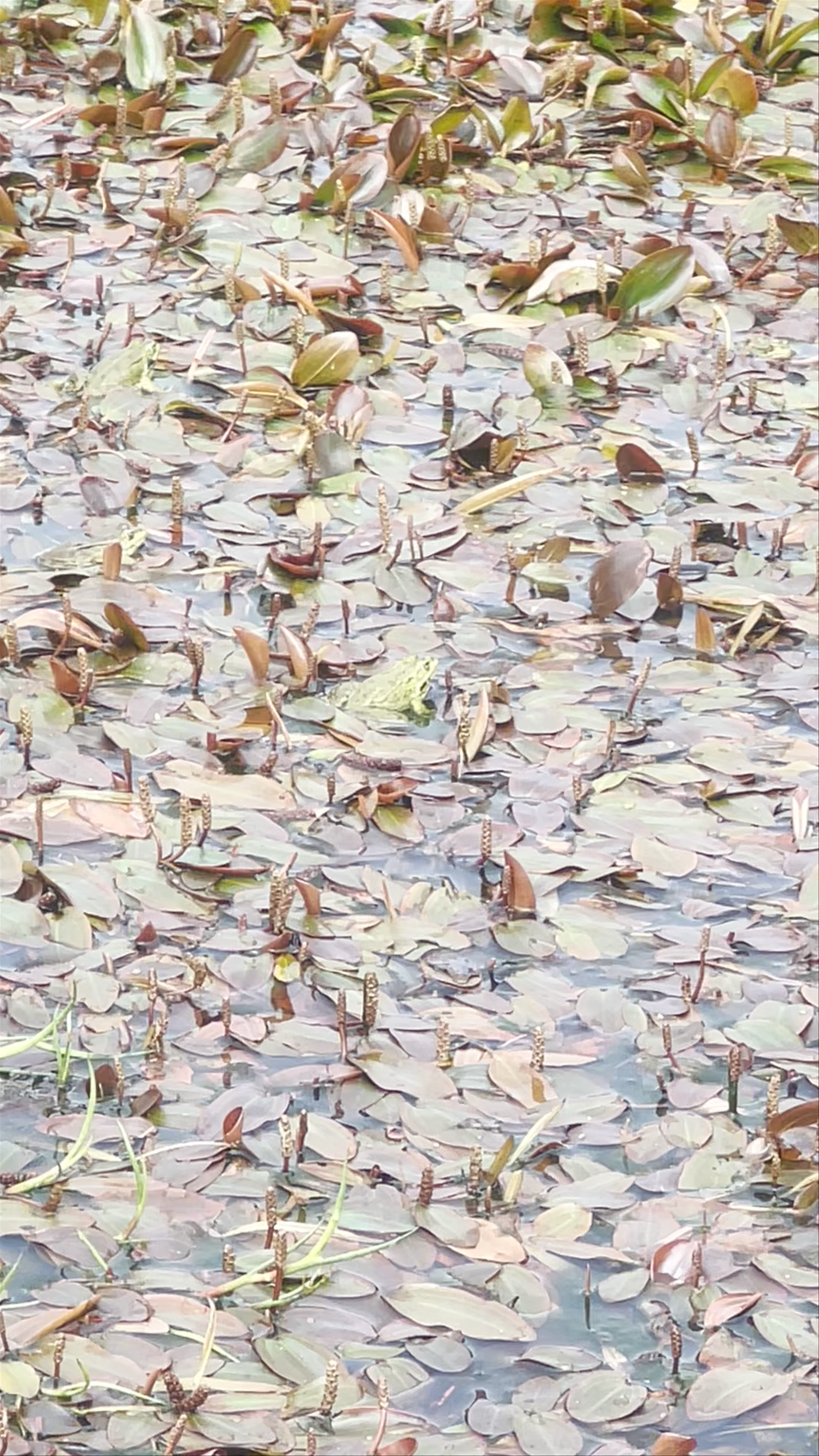 Hidden Harmony: Lagoa de Fanal’s Mysterious Lily-Covered Waters