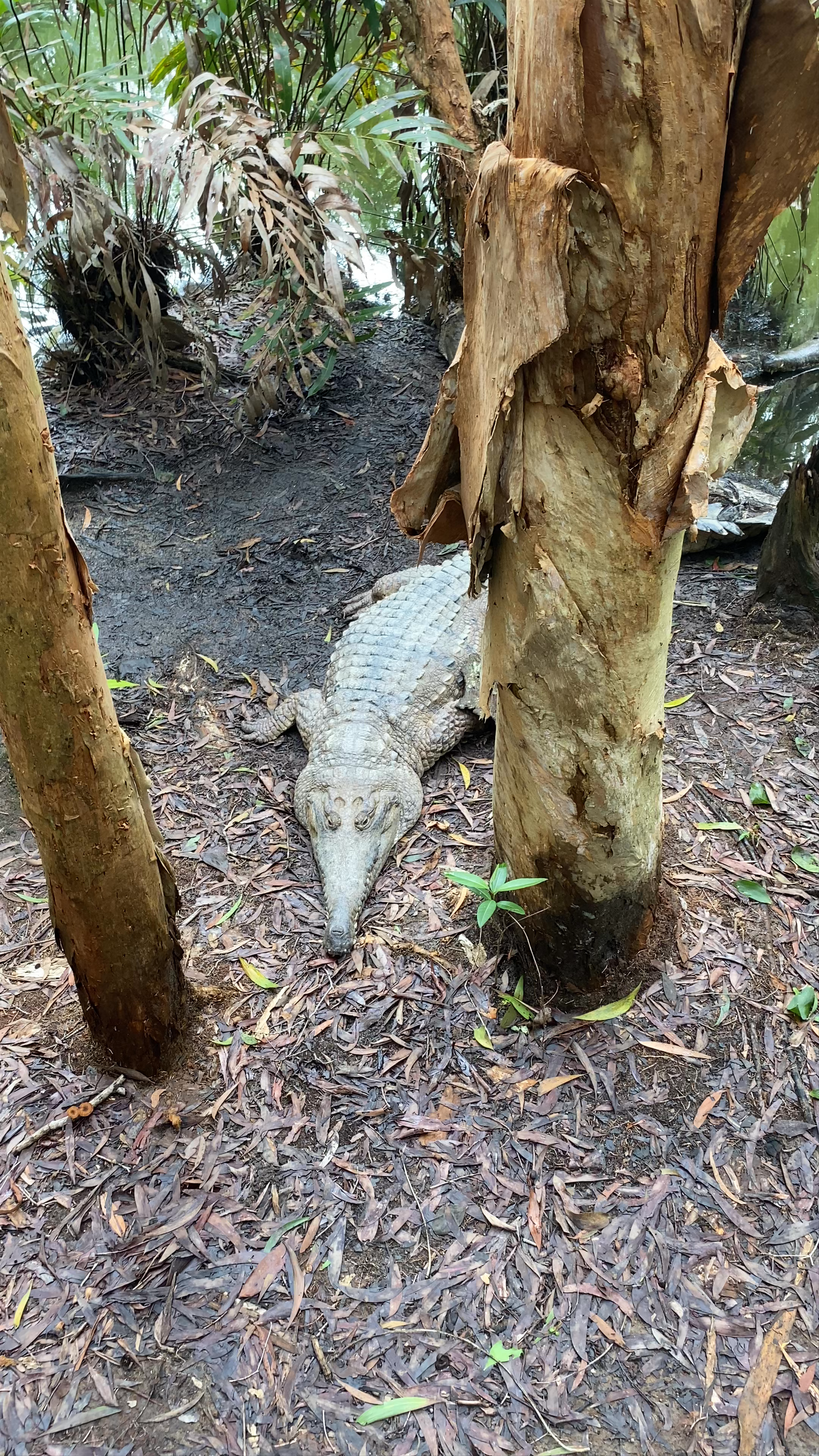Wild Crocodile Encounter at Hartley's Crocodile Adventures, Queensland