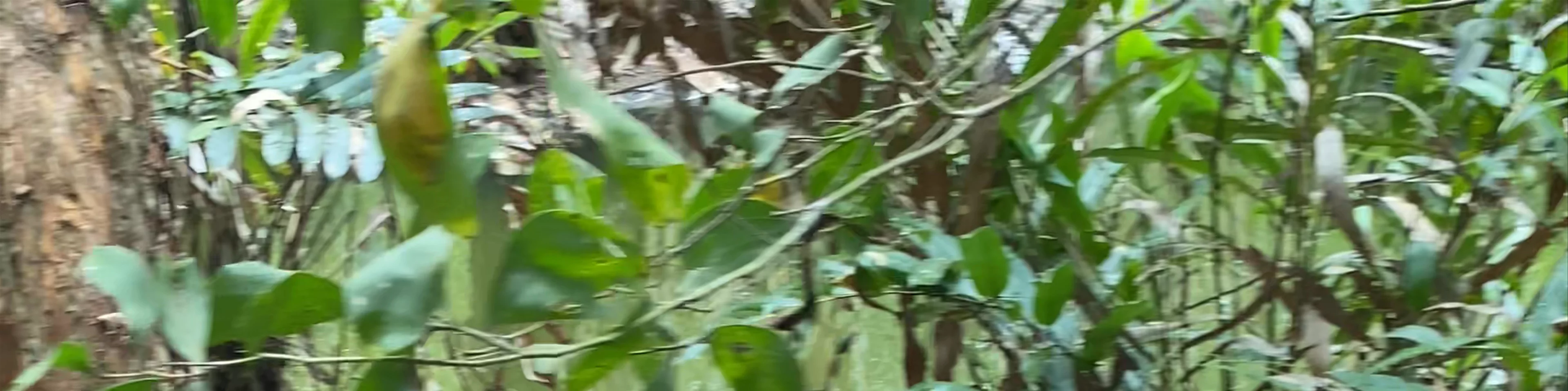 Hartley's Crocodile Adventures
