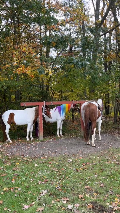 Ritter's Cider Mill - Fruits & Veggies Near Me - Mt Cobb, Pennsylvania