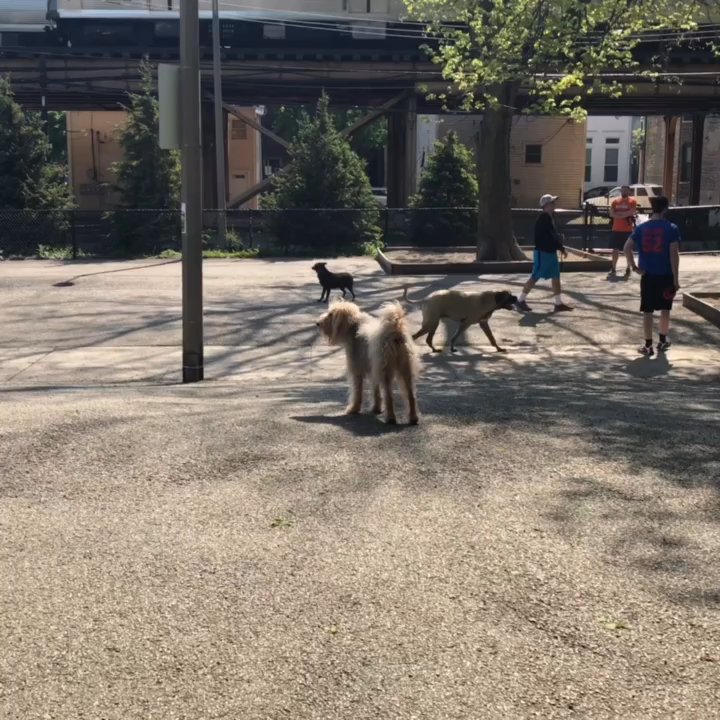 Wiggly Field - Saturday Morning - Dog Parks Near Me - Chicago, Illinois