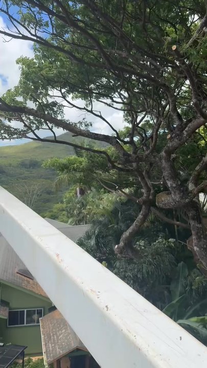 Kaleo's Tree Services - Complete assessment all the way to the back, and the branches going over the neighbor's yard. - Tree Services Near Me