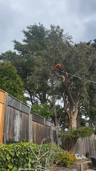 A & A Tree Care - This is the arborist, dropping a 200-pound eucalyptus tree limb to the ground, using a slip line to avoid damage to the fence below. - Tree Services Near Me - Seaside, California