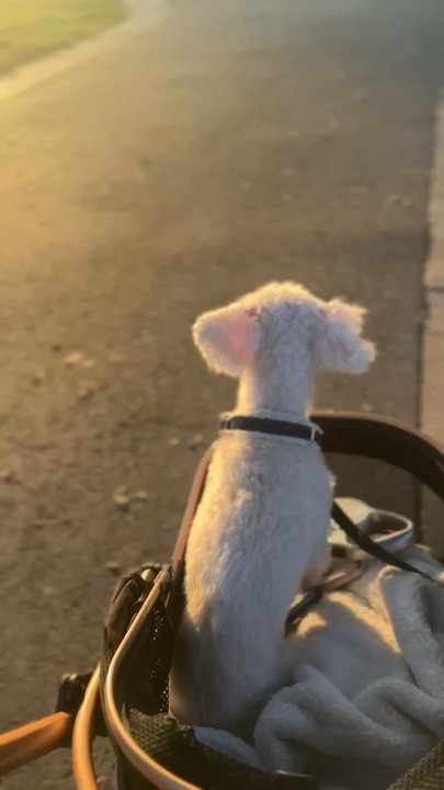 Charlys Pet World - We love his haircut! - Pet Stores Near Me - Alhambra, California