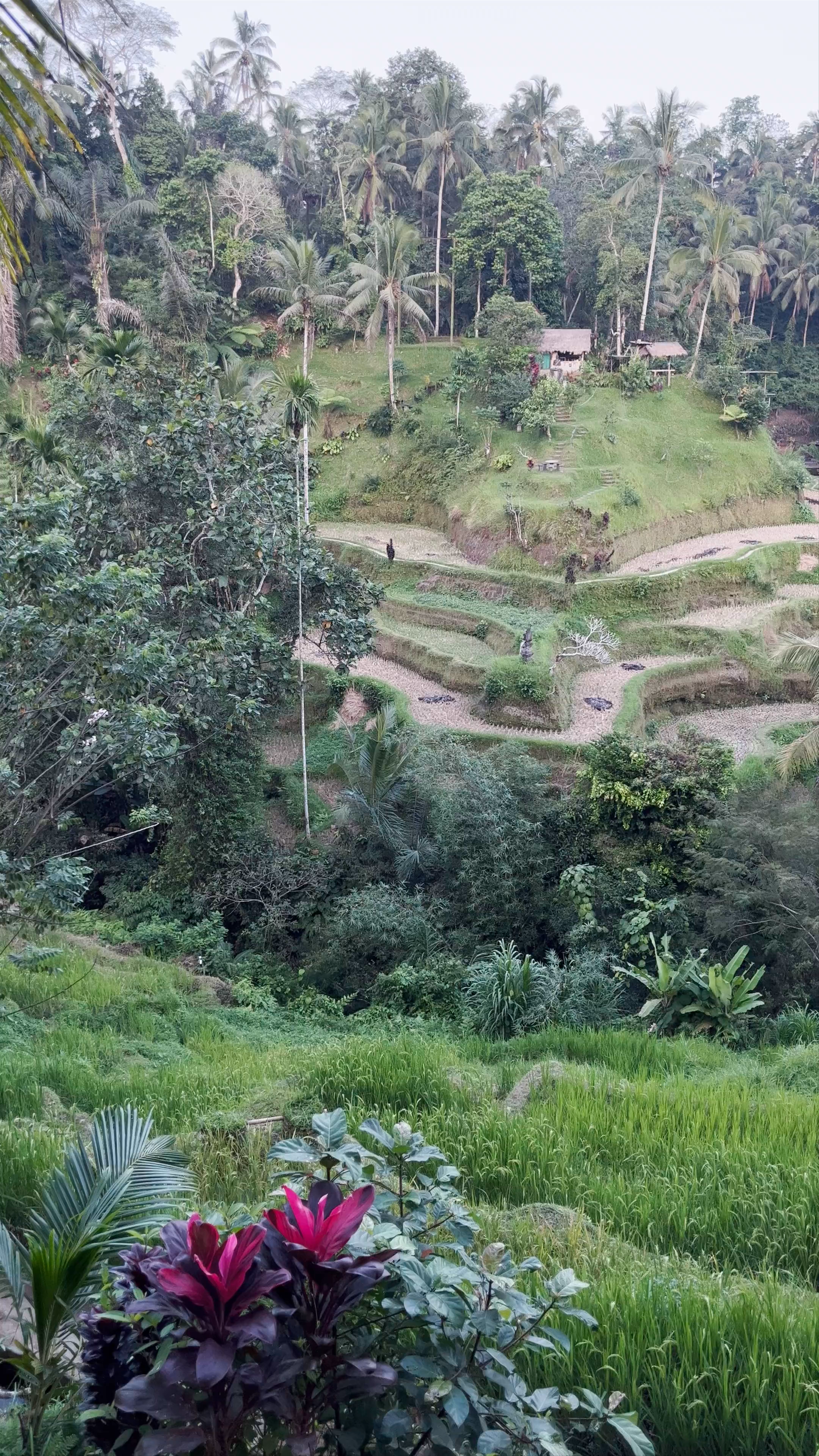 The Natural Terrace Rice Fields of Bali: A Serene Escape in Kedisan