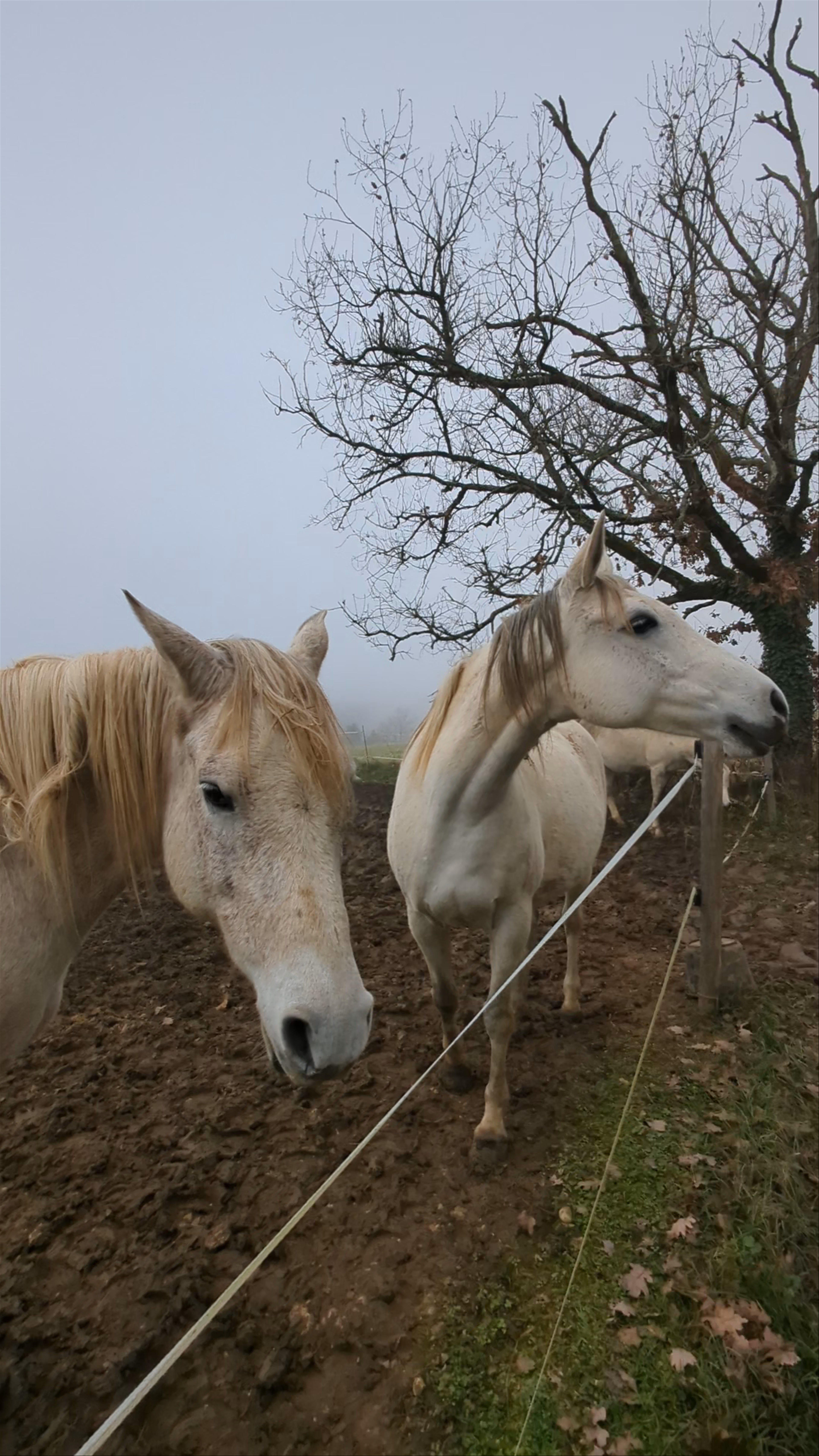 Pont sur le ruisseau des Ardailloux