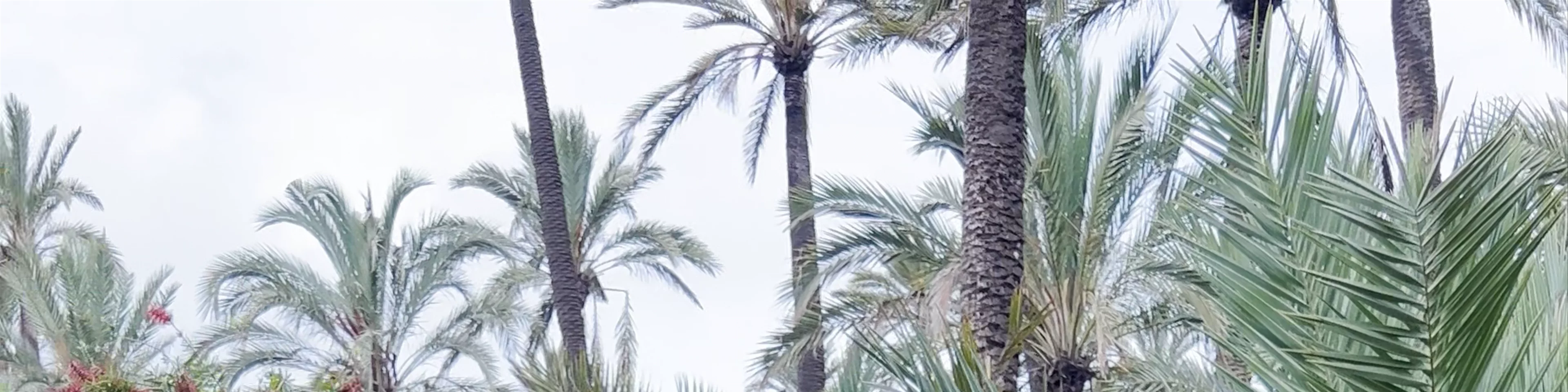Parc El Palmeral