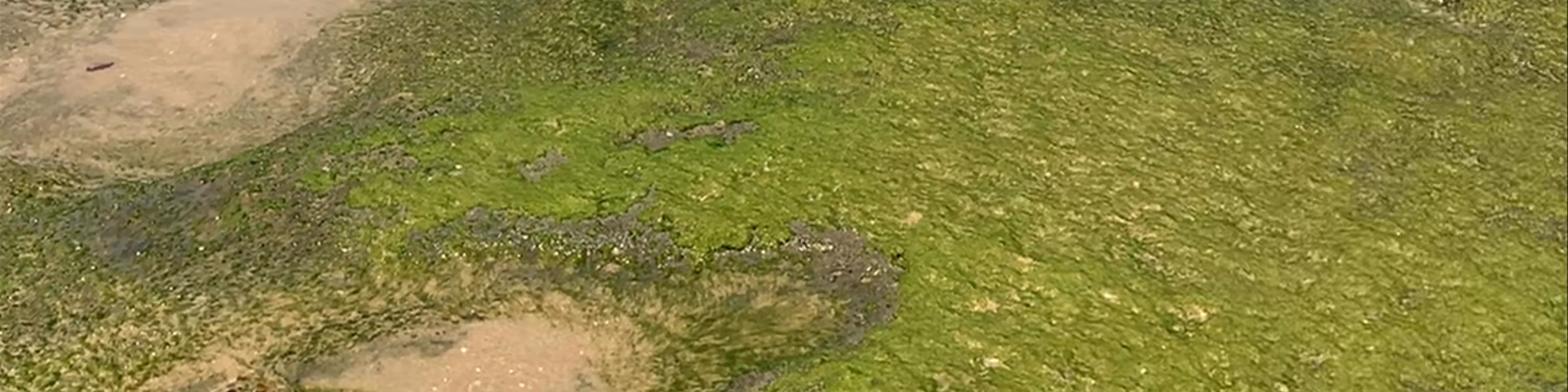 Tidal Pool
