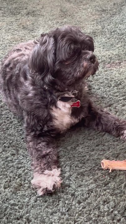 Brunk’s Butchery - Chip enjoys his Brunk's bone - Butcher Near Me - Norco, California