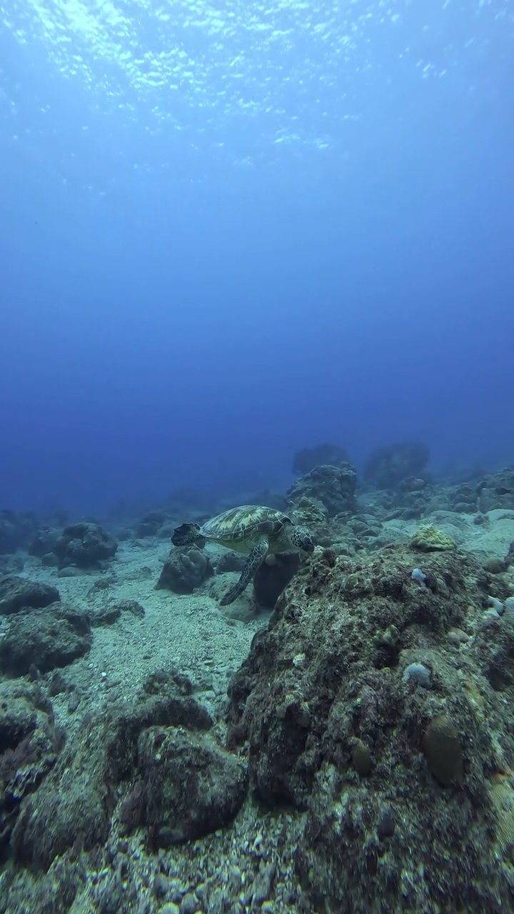 the ocean is another world 🌊
🎥 JUN HO LEE · Pexels
#ocean #underwater #marinelife #nature #relax
