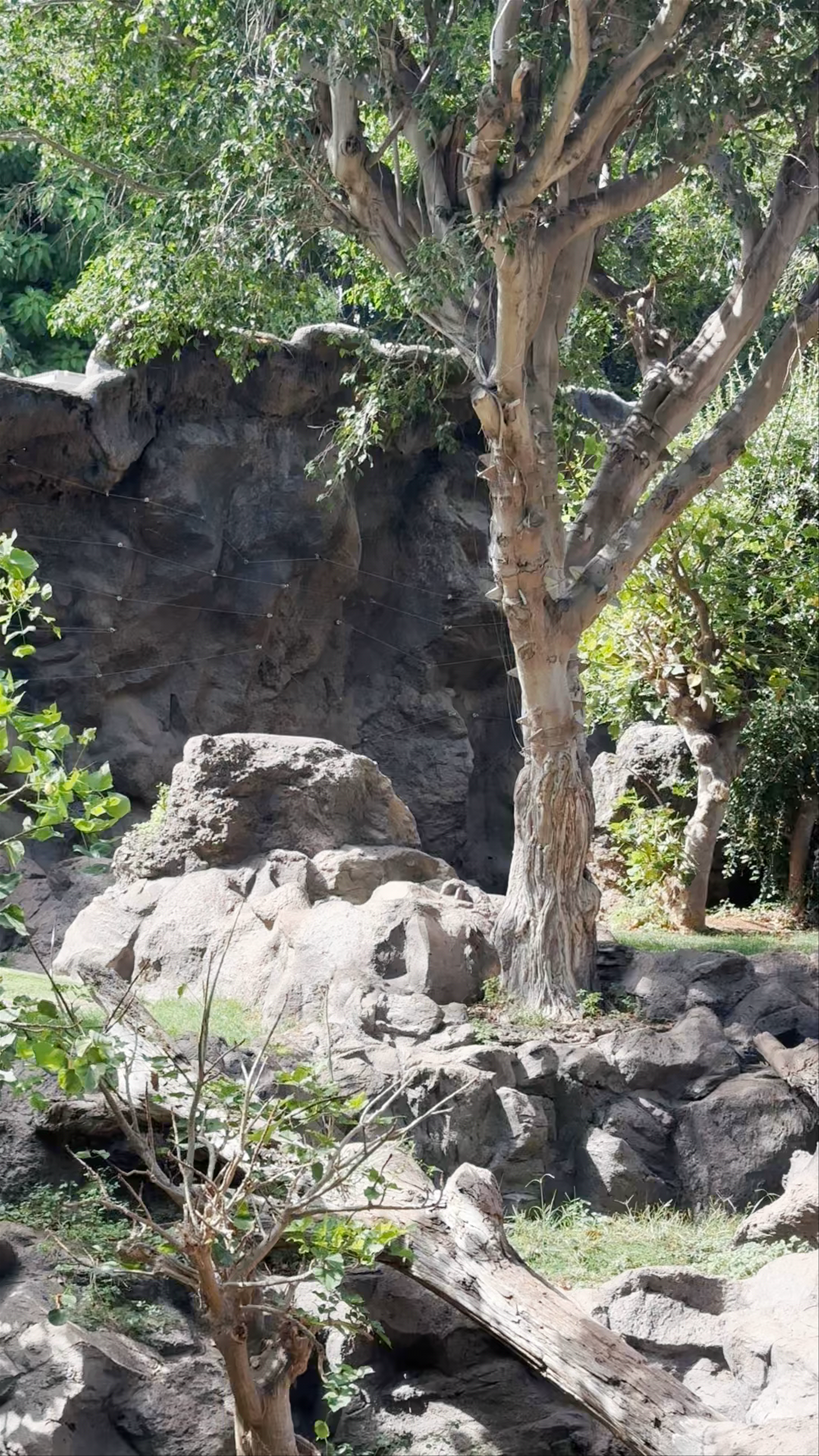 Loro Parque