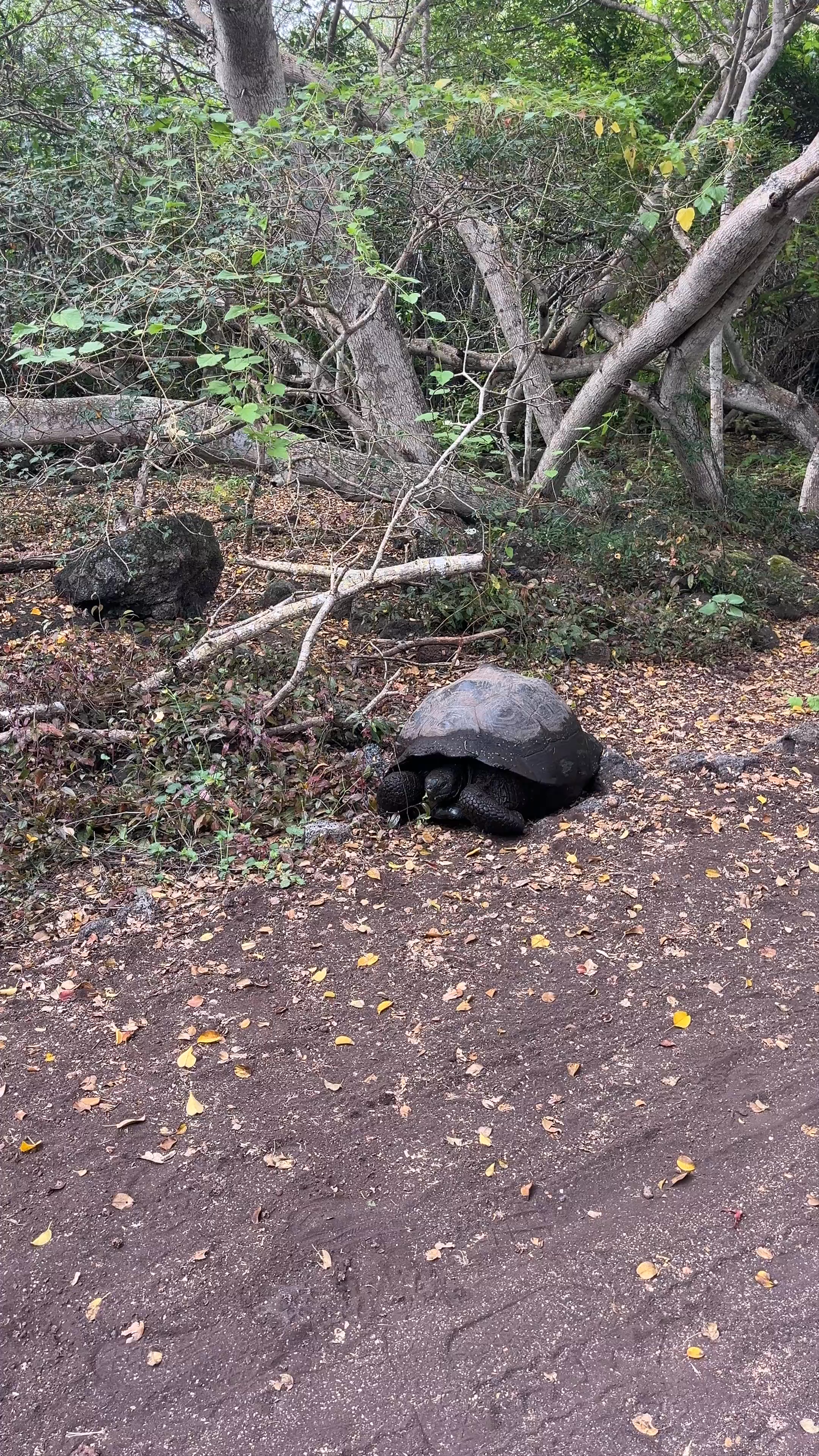 Camino de Tortugas Gigantes