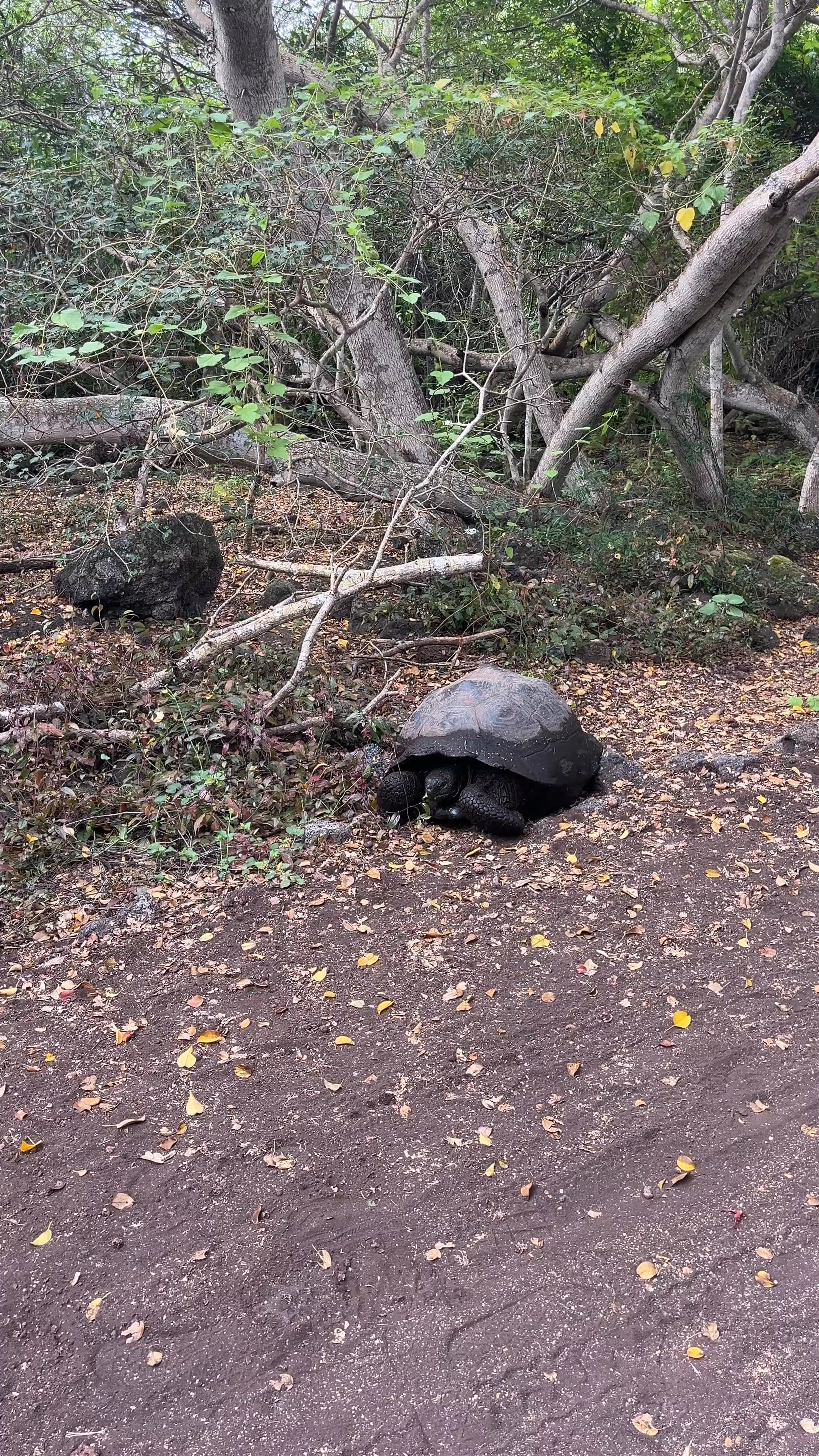 Camino de Tortugas Gigantes