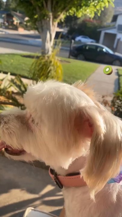 Four Paws Grooming - Downside: my dog was there 5 hours But I am happy with everything else - Pet Groomers Near Me - Norco, California