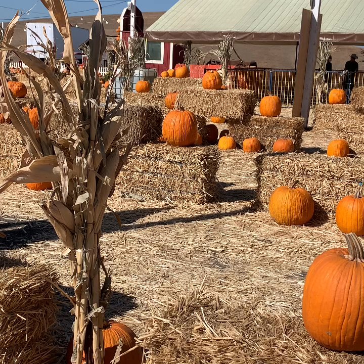 Moore Pumpkin Patch - Oct 2020 - Pumpkin Patches Near Me - Livermore, California